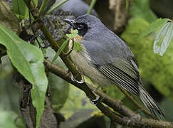 Black-eared Hemispingus