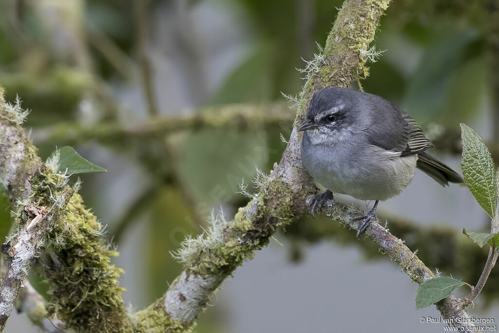 Superciliaried Hemispingusadult