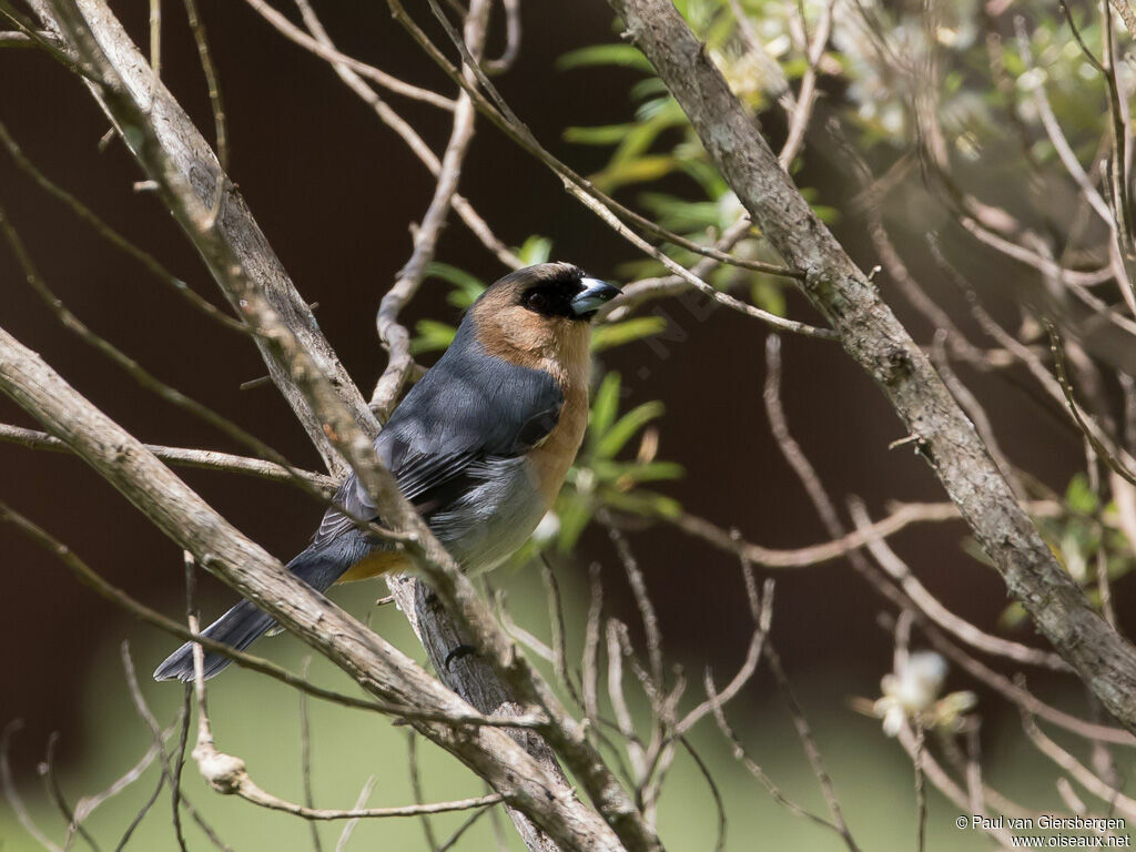 Cinnamon Tanager