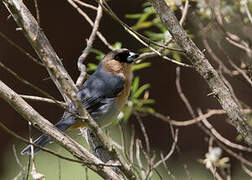 Cinnamon Tanager