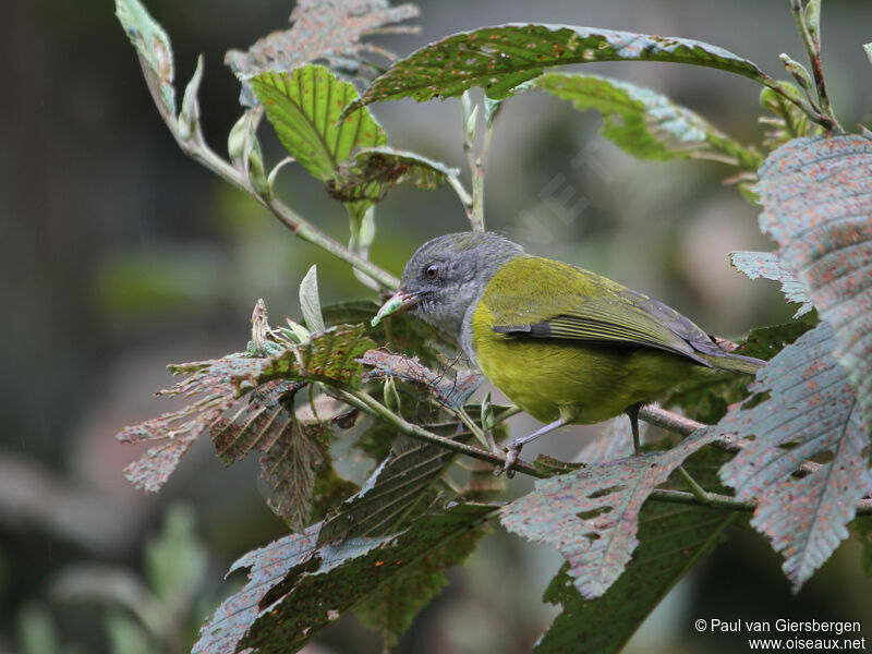 Grey-hooded Bush Tanageradult