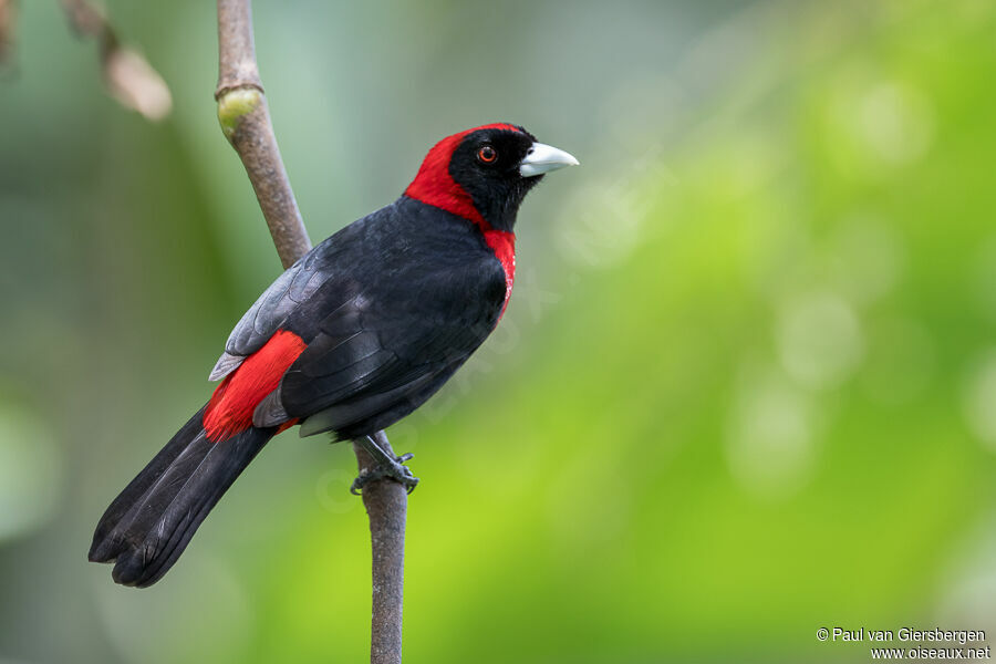 Crimson-collared Tanageradult