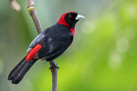 Crimson-collared Tanager