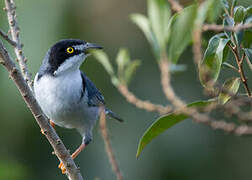 Hooded Tanager