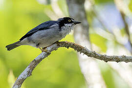 Hooded Tanager