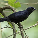 Tangara couronné