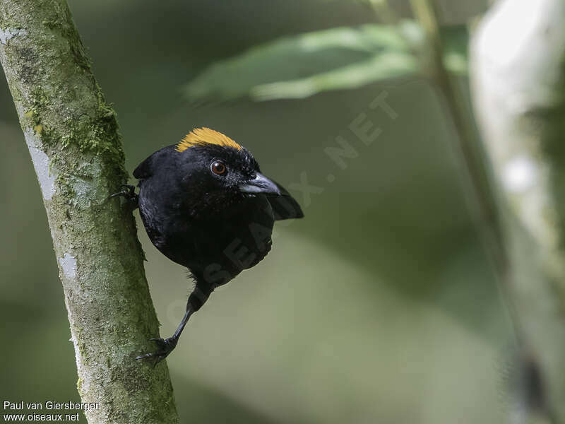 Tawny-crested Tanager male adult, close-up portrait