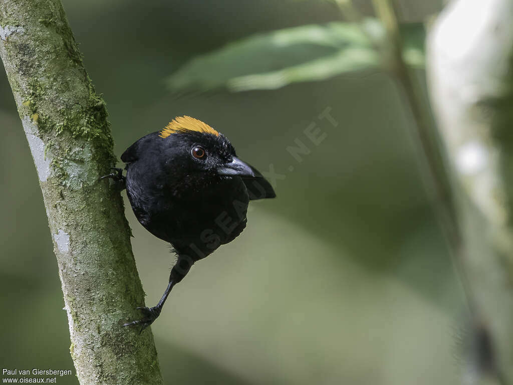 Tawny-crested Tanager male adult, close-up portrait