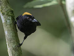 Tawny-crested Tanager