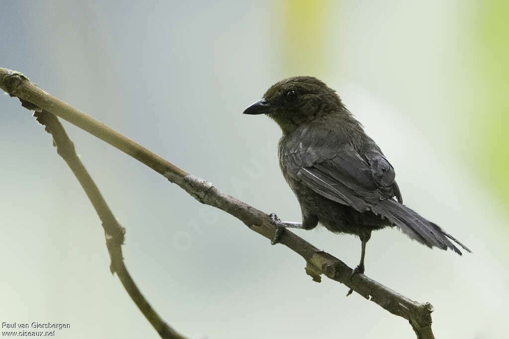 Tangara de Delattre femelle adulte, identification