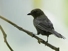 Tawny-crested Tanager