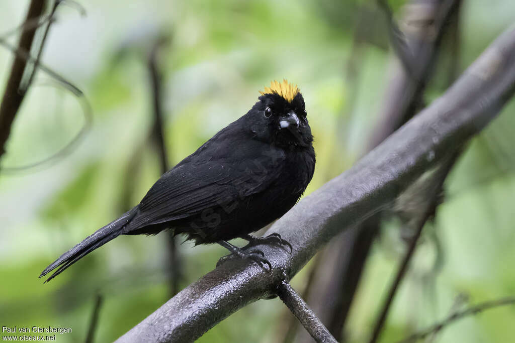 Tawny-crested Tanager male adult, identification