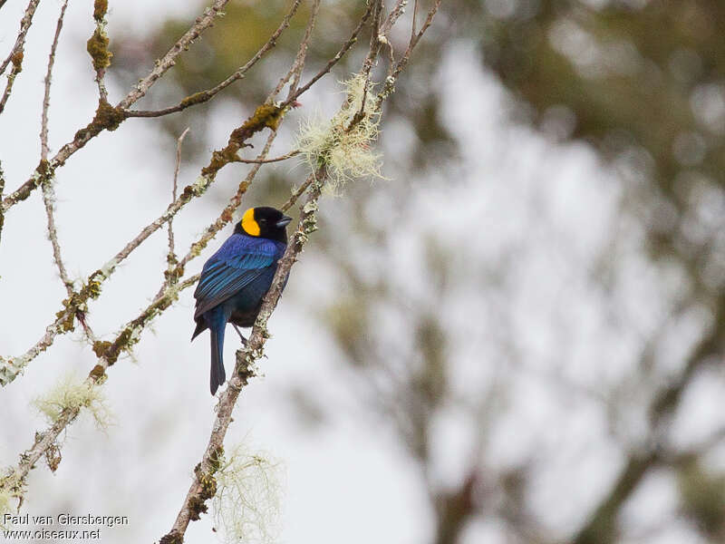 Yellow-scarfed Tanager