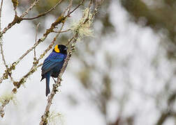 Yellow-scarfed Tanager