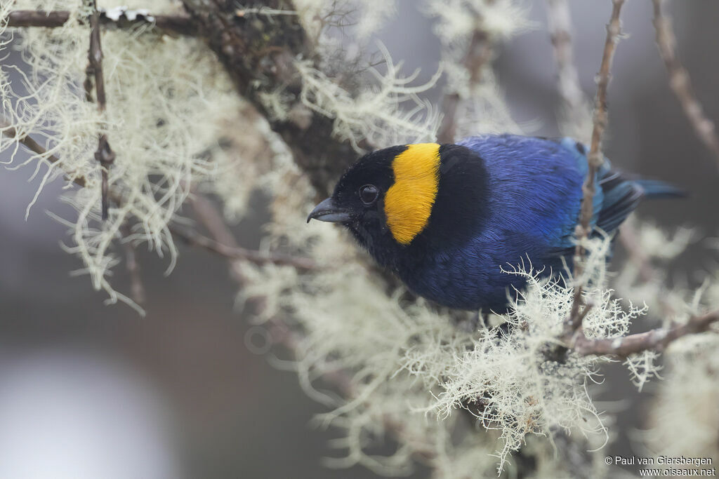 Yellow-scarfed Tanageradult