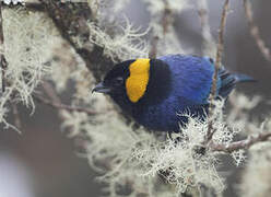 Yellow-scarfed Tanager