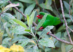 Grass-green Tanager