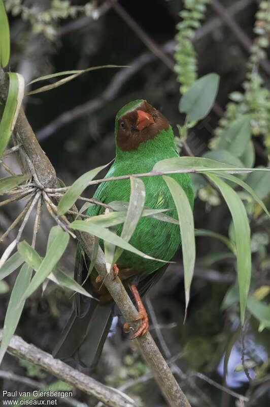 Grass-green Tanageradult, close-up portrait, pigmentation