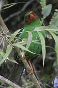 Grass-green Tanager