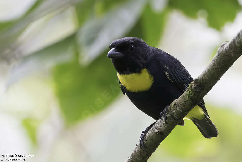 Golden-chested Tanageradult, close-up portrait