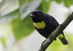 Golden-chested Tanager