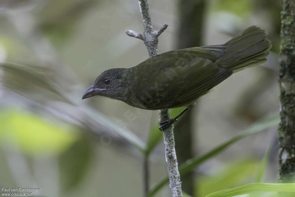 Ochre-breasted Tanageradult, pigmentation