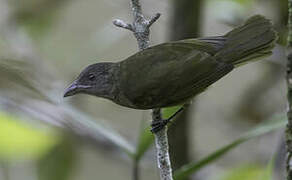 Ochre-breasted Tanager