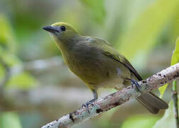 Palm Tanager