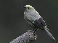 Palm Tanager