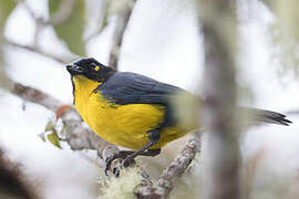 Santa Marta Mountain Tanager