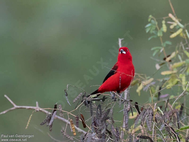 Brazilian Tanager male adult