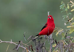 Brazilian Tanager