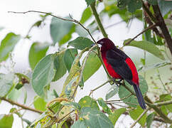 Huallaga Tanager