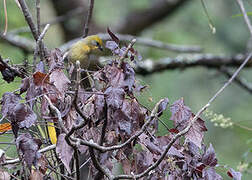 Red-headed Tanager