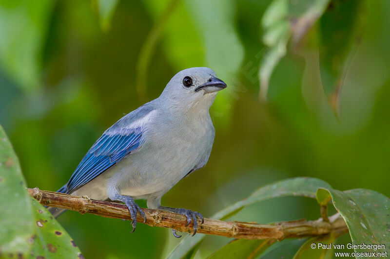 Blue-grey Tanageradult