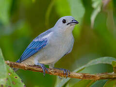 Blue-grey Tanager