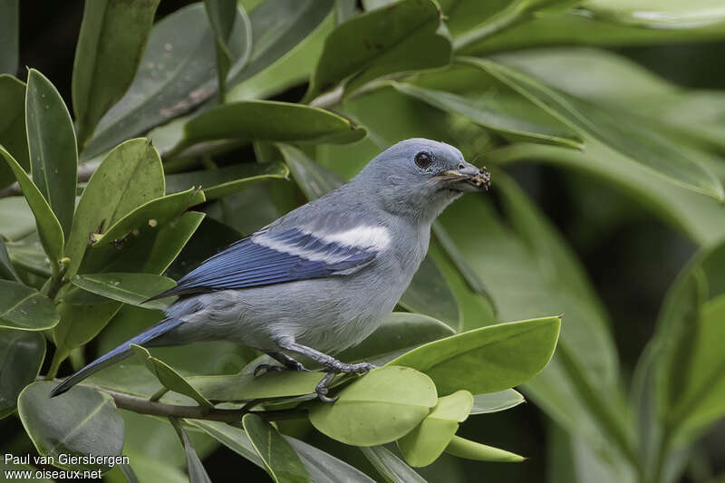 Blue-grey Tanageradult, pigmentation, Reproduction-nesting
