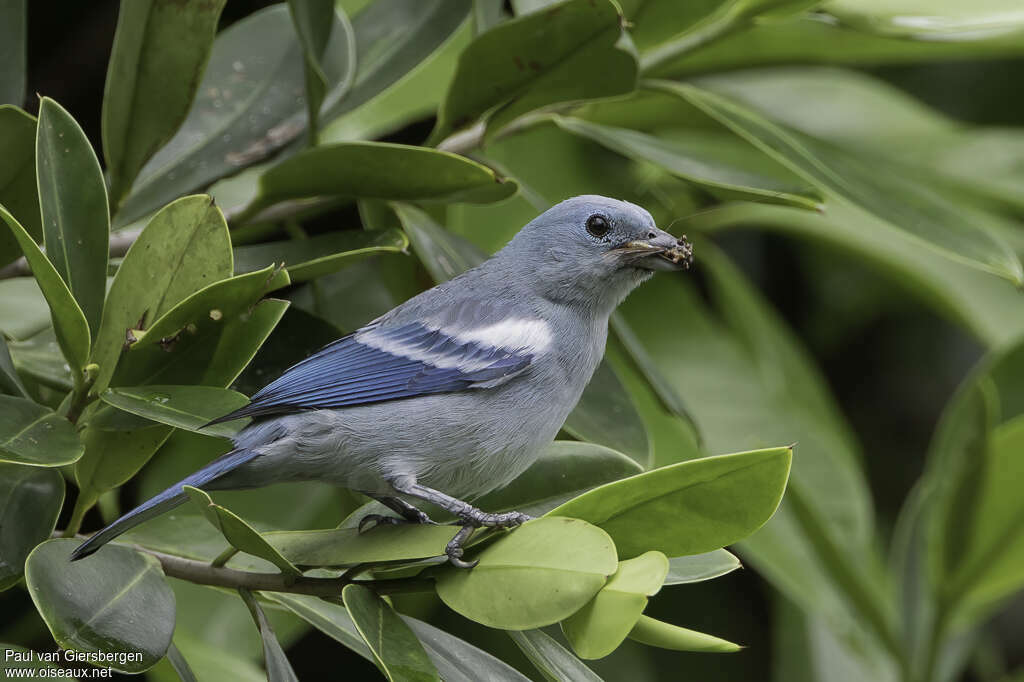 Blue-grey Tanageradult, pigmentation, Reproduction-nesting