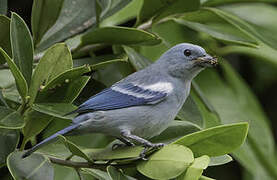 Blue-grey Tanager