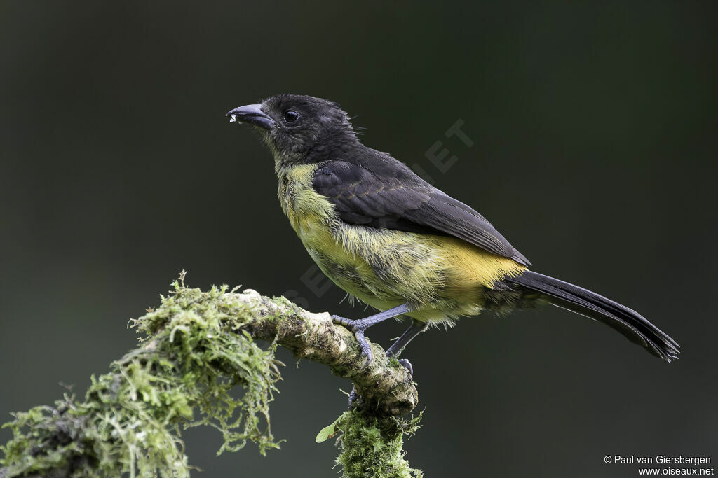 Flame-rumped Tanager female adult