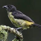 Tangara flamboyant