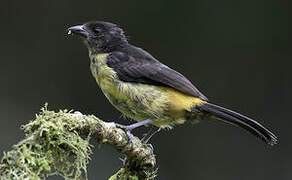 Flame-rumped Tanager