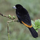 Tangara flamboyant