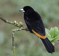 Flame-rumped Tanager