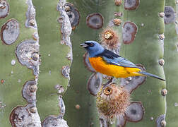 Blue-and-yellow Tanager