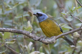 Blue-and-yellow Tanager