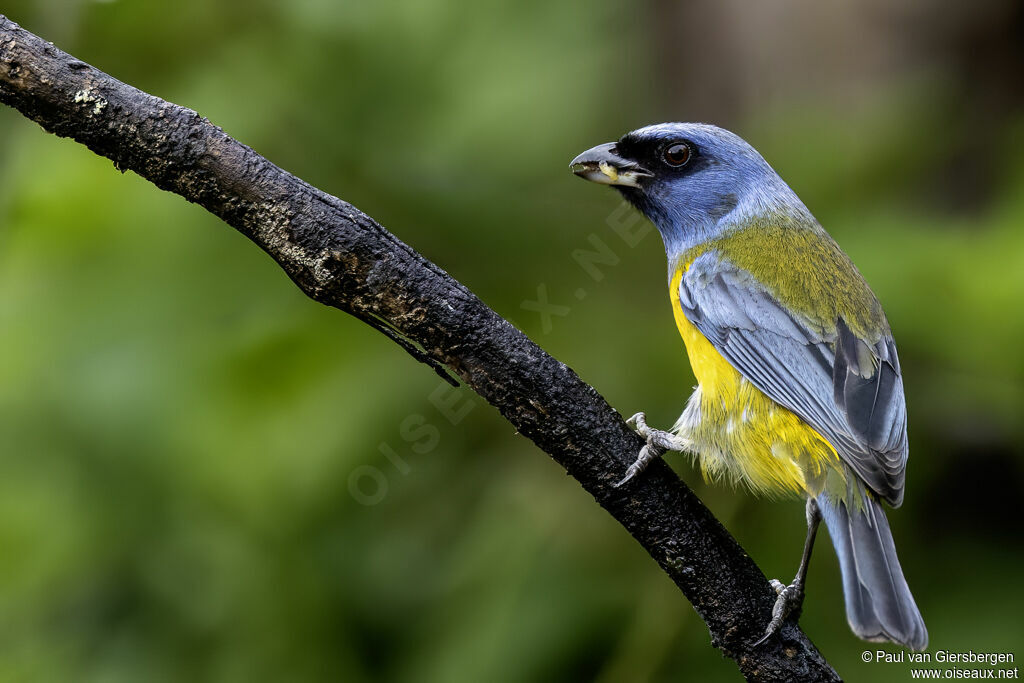 Blue-and-yellow Tanager male adult