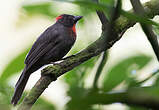 Tangara fuligineux