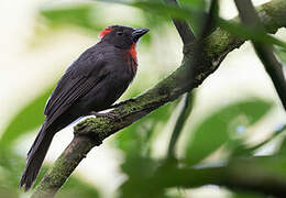 Sooty Ant Tanager