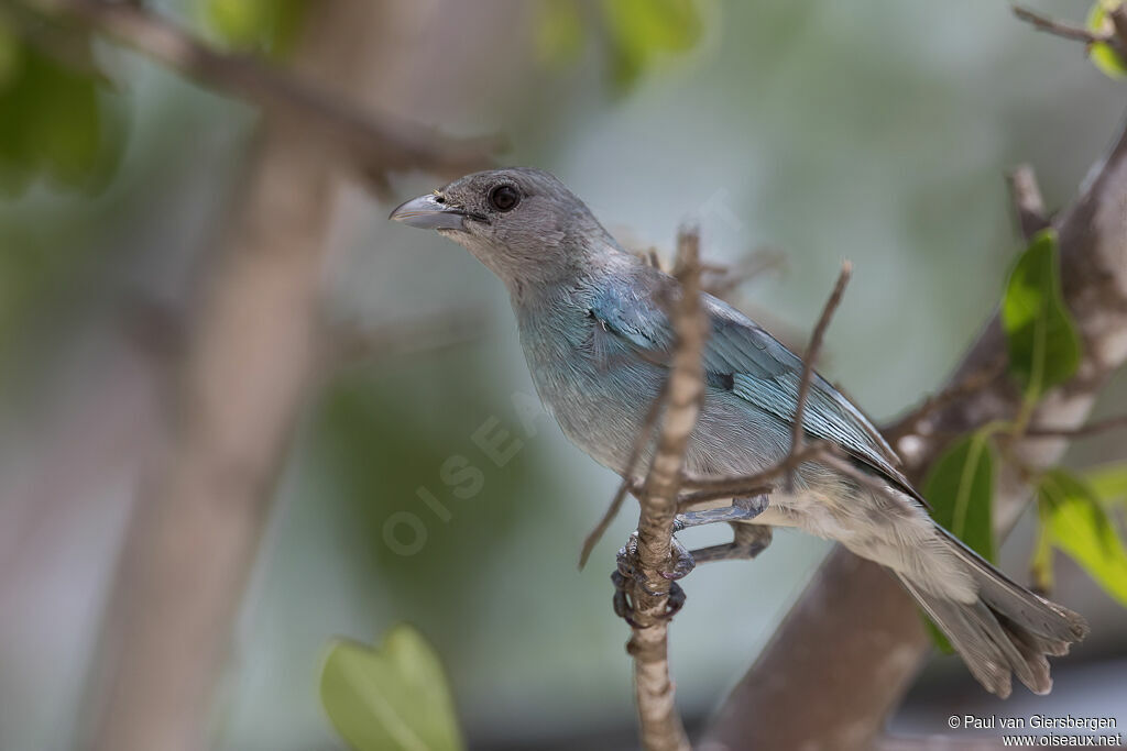 Tangara glauqueadulte